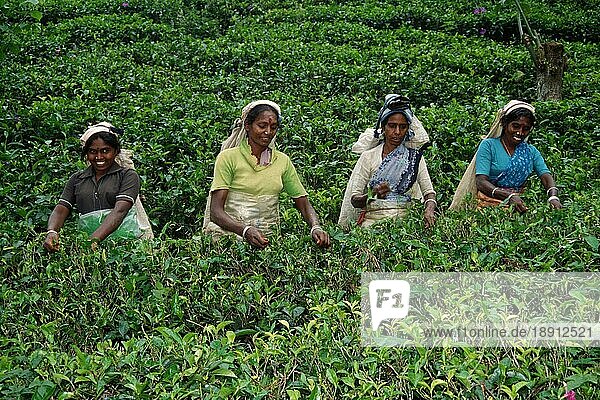 Frauen pflücken Tee  Teeplantage  Nuwara Eliya  Sri Lanka  Asien