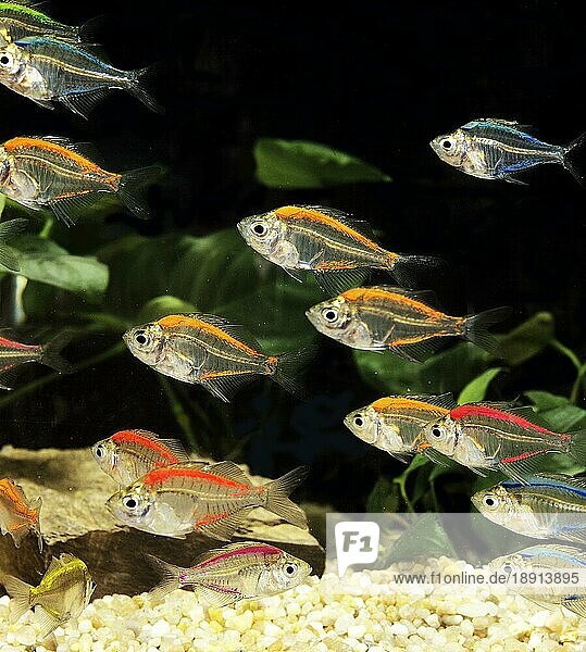 Parambassis ranga  'Indischer Glasbarsch  Indische Glasbarsche  Andere Tiere  Fische  Barschartige  Tiere  Glassfish  chanda ranga color  Adult