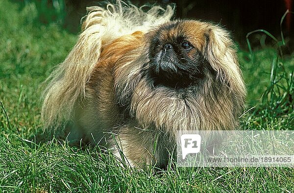 Pekinesischer Hund  adult auf Gras