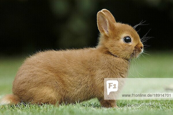 Dwarf Rabbit  Zwergkaninchen  Farbenzwerg Rot  Kaninchen  Hauskaninchen  seitlich  side  außen  outdoor