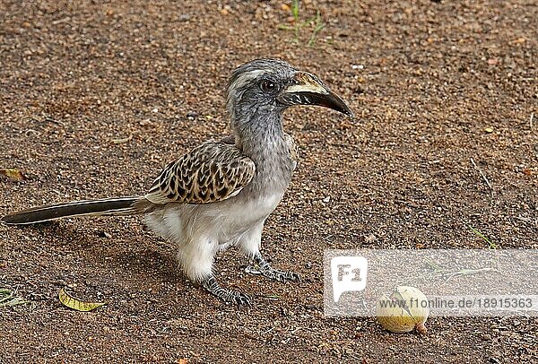 Grautoko (Tockus nasutus)  african grey hornbill  S