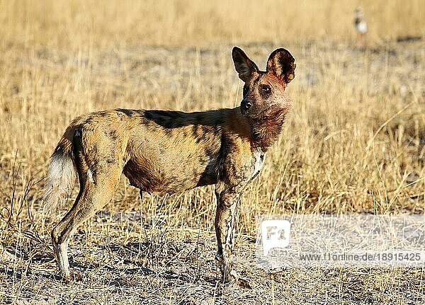 Wildhund  vom Aussterben bedroht  Moremi-Wildreservat  Botswana  rare Wild Dog  Moremi Game Reserve  Botsuana  Afrika