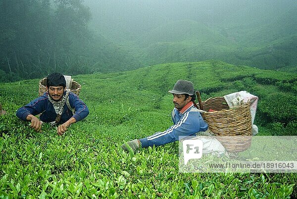 Männer pflücken Tee  Teeplantage  Malaysia  Tee-Ernte  Teepflücker  Asien