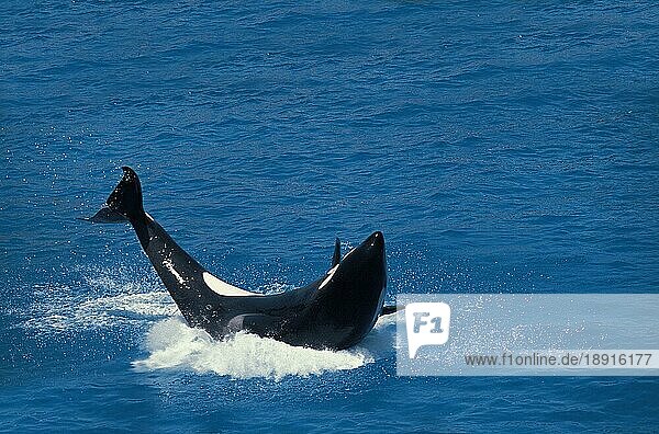 Schwertwal (Orcinus orca)  adult bricht