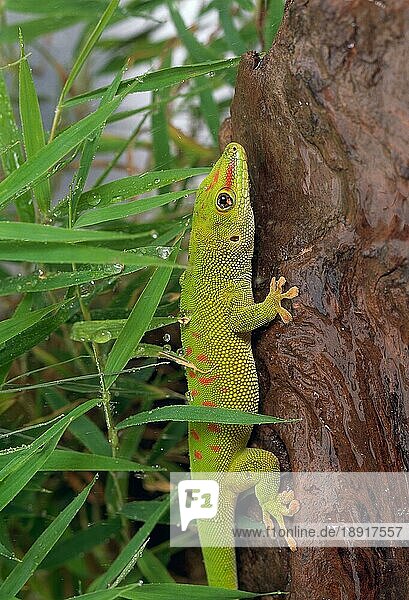 Madagaskar Giant Day Gecko (Phelsuma madagascariensis grandis)