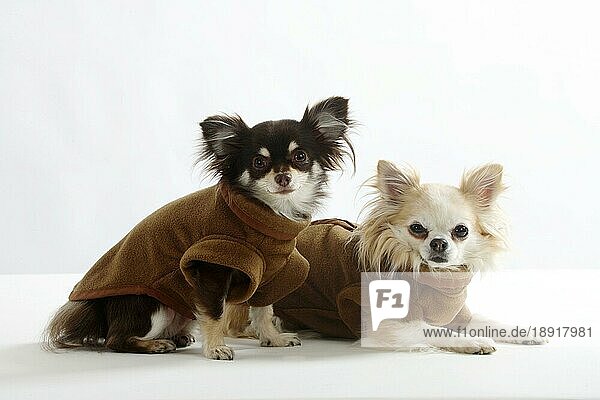 Chihuahuas  langhaarig  Mantel  Mäntelchen  Schutzkleidung  Hundebekleidung