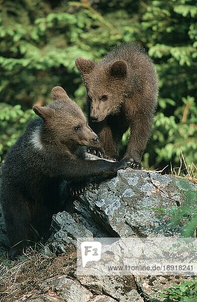European Brown Bear cubs  Europäische Braunbären (Ursus arctos)  Jungtiere  Europäischer Braunbär  cub