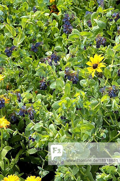 Blaue Garnelenpflanze (Cerinthe major var. purpurascens)  Blaues Honigkraut  Blaue Wachsblume