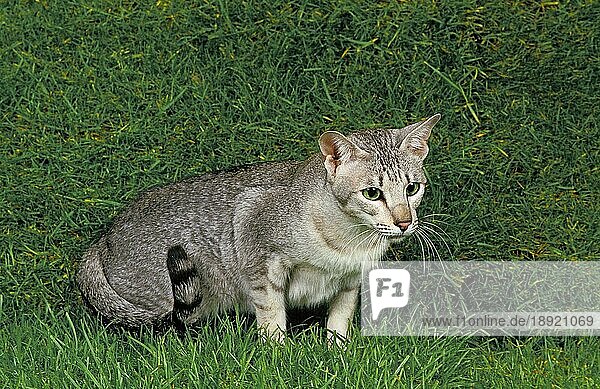 Orientalische Hauskatze  adult auf Gras