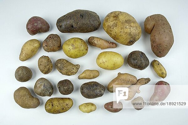 Several kind of Potatoes  Diverse Sorten Kartoffeln (Solanum tuberosum)  innen  Studio