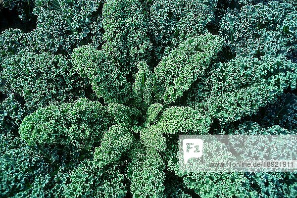 Grünkohl (Brassica oleracea var. sabellica)