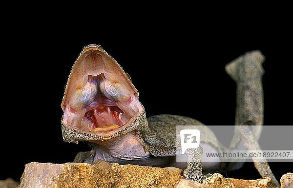 Blattschwanzgecko (uroplatus) fimbriatus  Erwachsener mit offenem Maul  Aggressives Verhalten