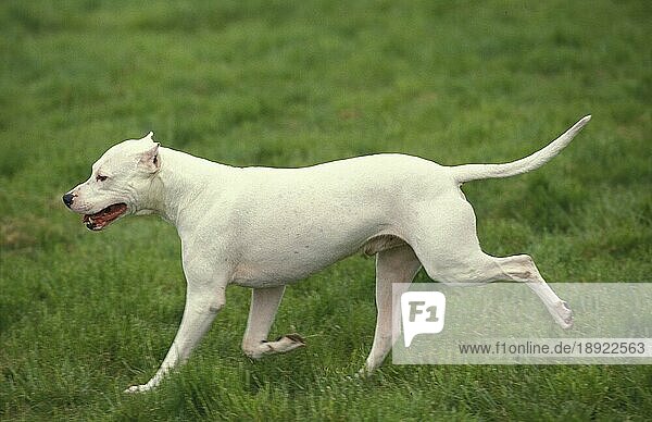 Argentinischer Mastiff Hund (Alte Standardrasse mit abgeschnittenen Ohren)  Rüde läuft auf Gras