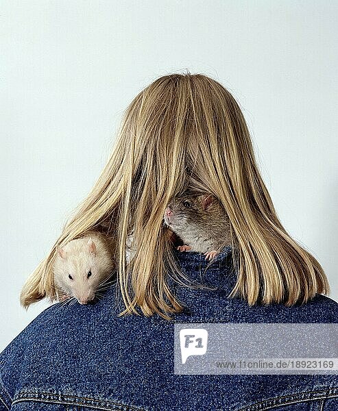 Domestic Rats on shoulder under hair  Farbratten auf Schulter und Haaren  innen  Studio