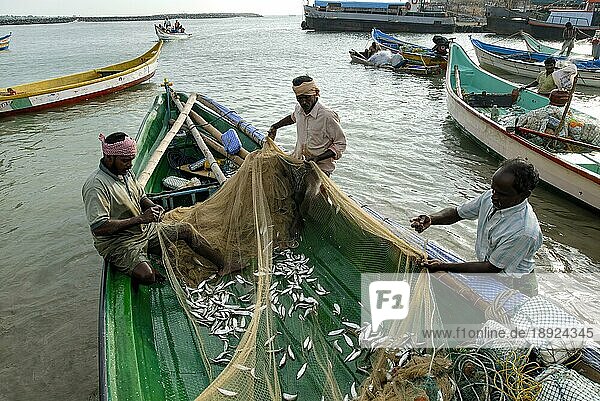 Fischer entfernen die Fische aus dem Fischernetz in Kanyakumari  Tamil Nadu  Südindien  Indien  Asien