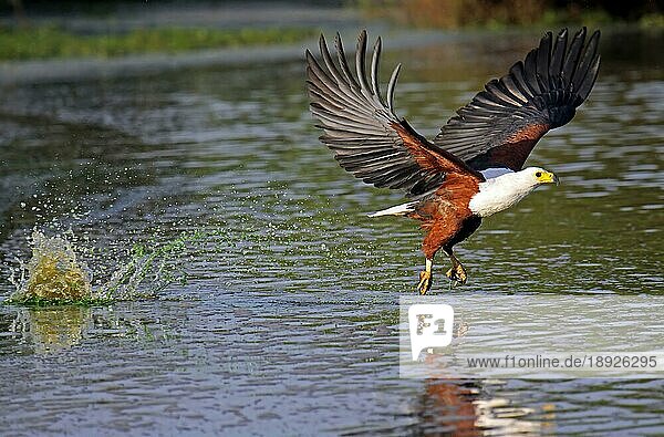 African Fish Eagle  African Fish Eagle  S