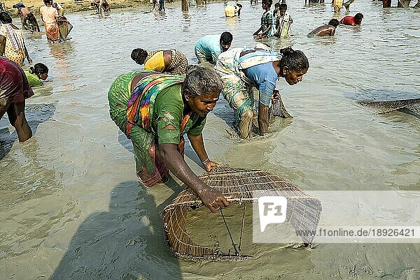 Fischereifest in Venthanpatti in der Nähe von Ponnamaravathy  Bezirk Pudukkottai  Tamil Nadu  Südindien  Inida  Asien. Während der Sommersaison  wenn das Wasser des Sees auf ein Minimum gesunken ist  versammeln sich alle Bewohner des Dorfes in diesem Seegebiet  um in einer günstigen Zeit Fische zu fangen. Sie können die Fische fangen  wie sie wollen  indem sie ein Fischerfest feiern
