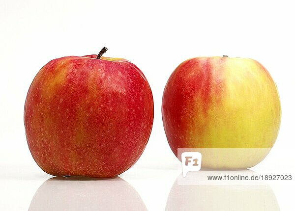 Malus domestica  Kulturapfel  Apfel  Äpfel  Rosengewächse  Pink Lady Apples  malus domestica  vor weissem Hintergrund