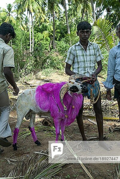 Ein Junge mit Ziege wartet auf kidaai Muttu Ziegenkampf in der Nähe von Madurai  Tamil Nadu  Südindien  Indien  Asien