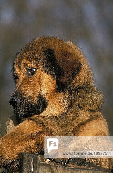 Porträt eines tibetischen Mastiff-Hundes