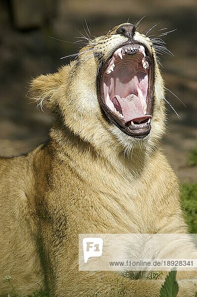 African Lion nischer Löwenischer Löwe (Panthera leo)