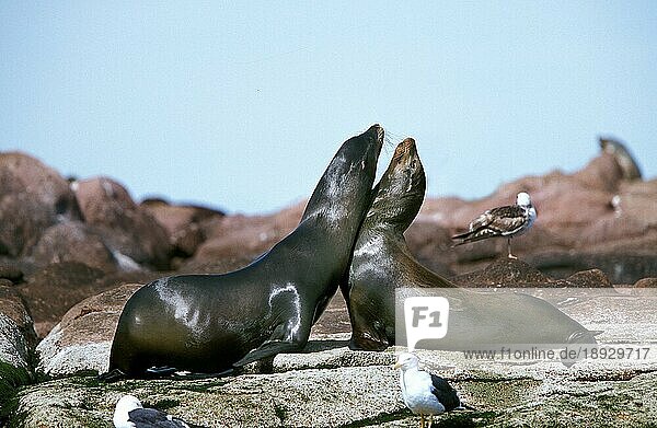 Kalifornischer Seelöwe (zalophus californianus)  Erwachsene auf Felsen  Kalifornien