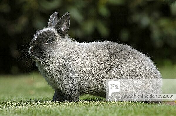 Dwarf Rabbit  Zwergkaninchen  Farbenzwerg Marder blau  Kaninchen  Hauskaninchen  seitlich  side  außen  outdoor