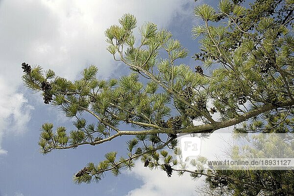 Blaue Mädchenkiefer  Blaue Mädchen-Kiefer (Pinus parviflora)