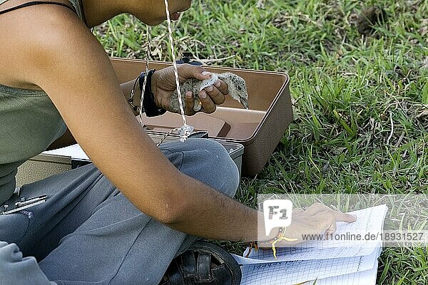 Biologe beim Studium des Schwarzschimmers  rhynchops niger  Küken in der Hand  Los Lianos in Venezuela
