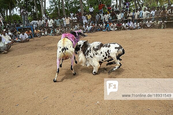 Kidaai Muttu Ziegenkampf bei Madurai  Tamil Nadu  Südindien  Indien  Asien