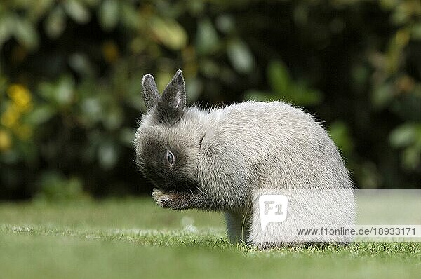 Dwarf Rabbit  Zwergkaninchen  Farbenzwerg Marder blau  Kaninchen  Hauskaninchen  seitlich  side  außen  outdoor