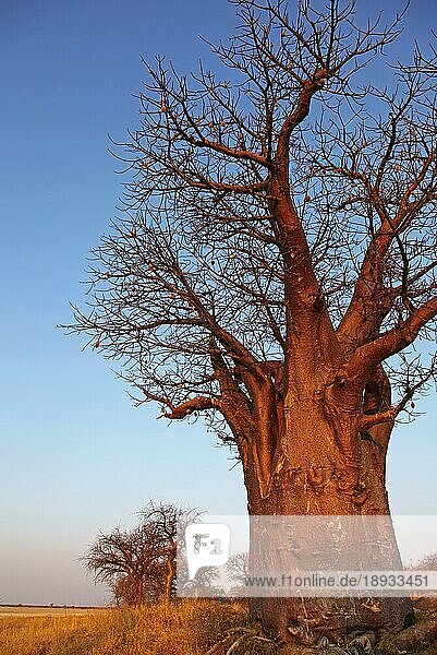 Baobab im Abendlicht  Affenbrotbaum  Makgadikgadi-Salzpfannen  African Baobab  Botsuana