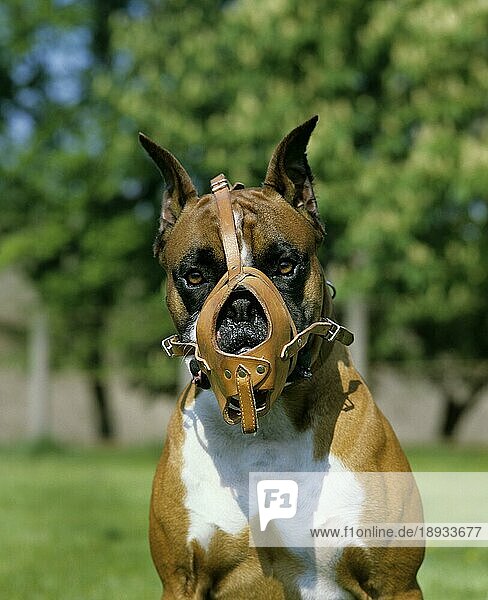 Boxer Hund mit Maulkorb (alter Standard mit abgeschnittenen Ohren)