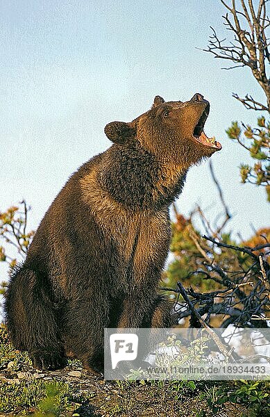 Grizzlybär (ursus arctos horribilis)  ERWACHSENER  DER MIT OFFENEM MUND DROHT  ALASKA
