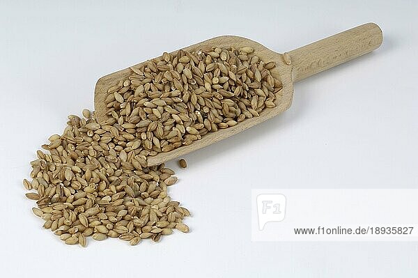 Barley grains  Zweizeilige Gerste (Hordeum distichon)  Körner  innen  Studio  indoor