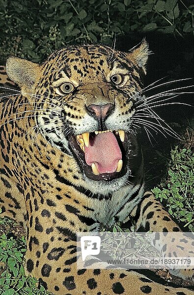 Jaguar (panthera onca)  Weibchen in Verteidigungshaltung