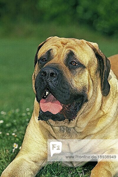Mastiff Hund  Portrait eines Erwachsenen