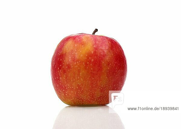 Malus domestica  Kulturapfel  Apfel  Äpfel  Rosengewächse  Pink Lady Apple  malus domestica  vor weissem Hintergrund