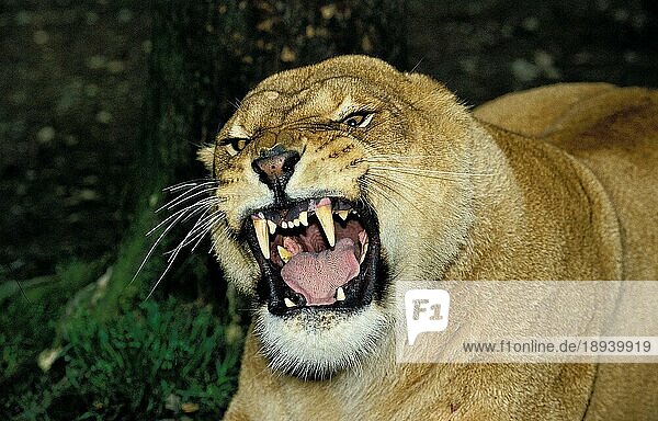 Afrikanischer Löwe (panthera leo)  Porträt eines Weibchens in Verteidigungshaltung