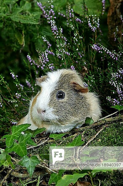 Rosetten-Meerschweinchen (cavia porcellus)  ERWACHSENER STEHEND IN DER NÄHE DER HEIZUNG