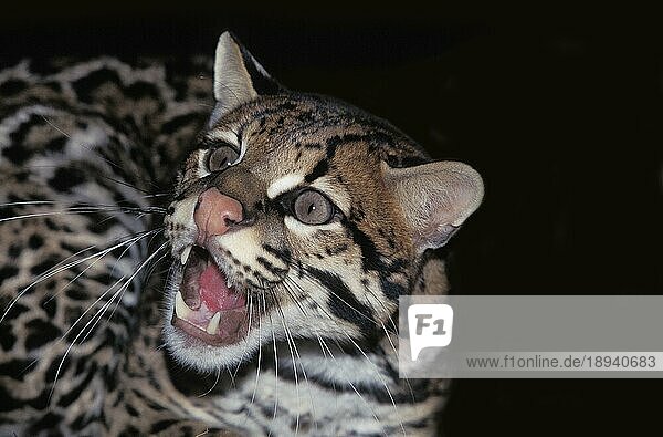 Ozelot (leopardus pardalis)  Porträt eines erwachsenen Knurrers
