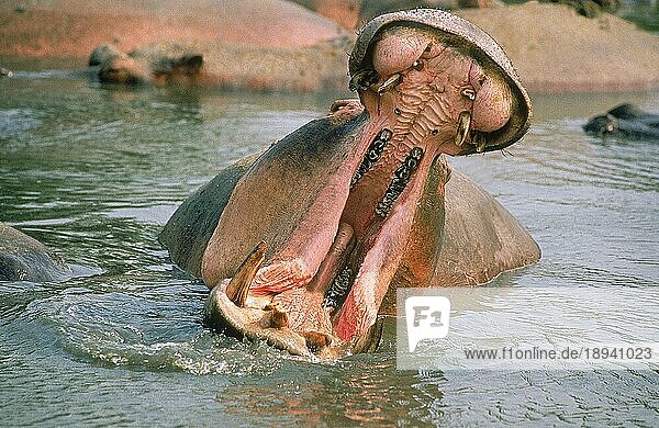 HIPPOPOTAMUS (Nilpferd amphibius)  ERWACHSENE DROHUNG MIT OFFENEM MUND  VIRUNGA-PARK  KONGO