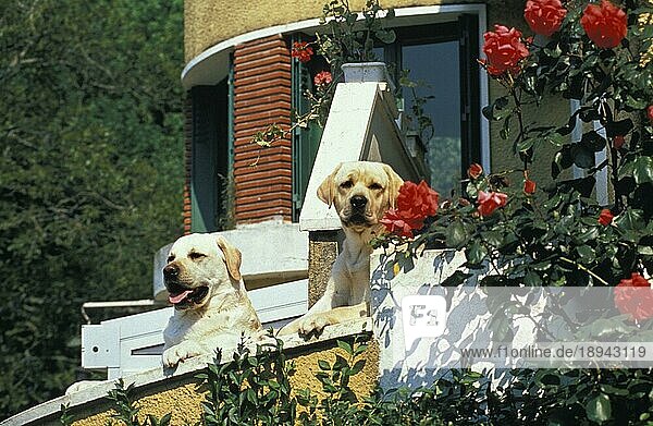 Gelber Labrador Retriever Hund am Balkon