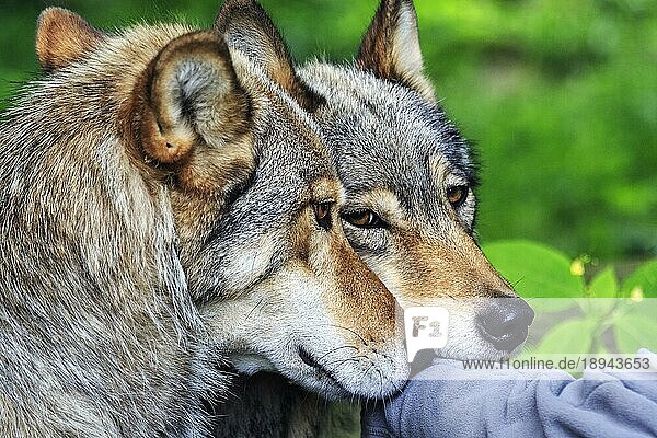 Zwei von Hand aufgezogene Wölfe (Canis lupus)  captive  Miteinander von Mensch und Wolf  Handaufzucht  Kontakt  Information  Symbolfoto  Wolfsprojekt im Wisentgehege Springe  Niedersachsen  Deutschland  Europa