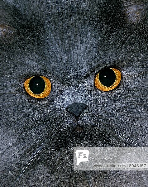 Blaue Perser-Hauskatze  Porträt eines Erwachsenen  Nahaufnahme der Augen