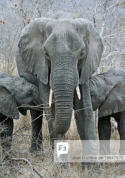 Elefantenmutter mit zwei Jungen  S