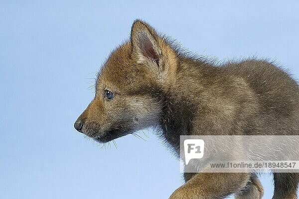 Eurasischer Wolf (Canis lupus lupus)  Tierportrait  seitlich  Welpe  Jungtier  juvenil  captive  3.5 Wochen  Studioaufnahme  Hintergrund blau