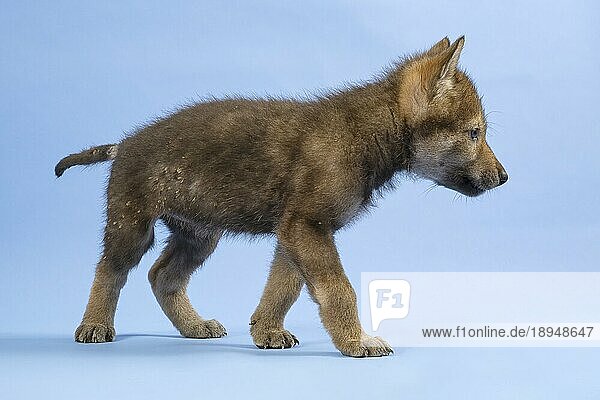 Eurasischer Wolf (Canis lupus lupus)  seitlich  Welpe  Jungtier  juvenil  captive  3.5 Wochen  Studioaufnahme  Hintergrund blau