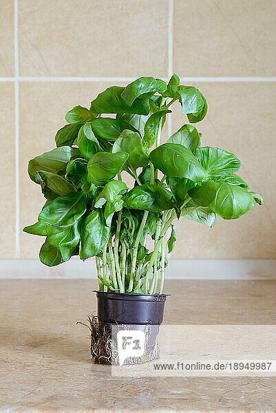 Frisches grünes Basilikum in einer Vase in der Küche  bereit für ein italienisches Rezept