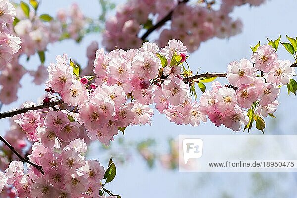 Schöne rosa Kirschblüten unter der warmen Frühlingssonne